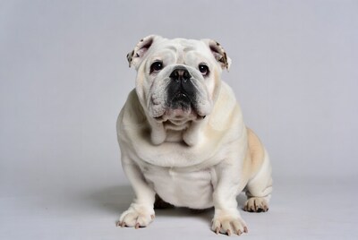 White English Bulldog Sitting