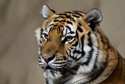 Close up of tiger face