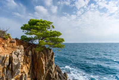 Pine tree on rocky cliff by sea