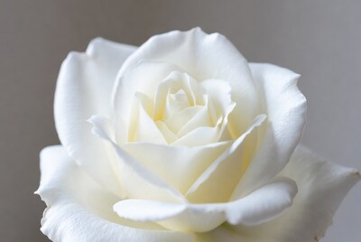 White rose close up