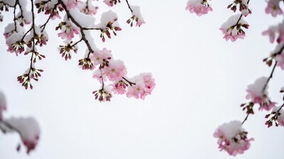 Snow covered cherry blossoms