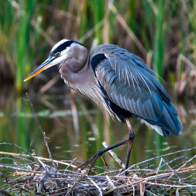 Great Blue Heron Standing in Water