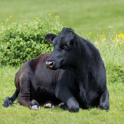 Black cow resting in grass