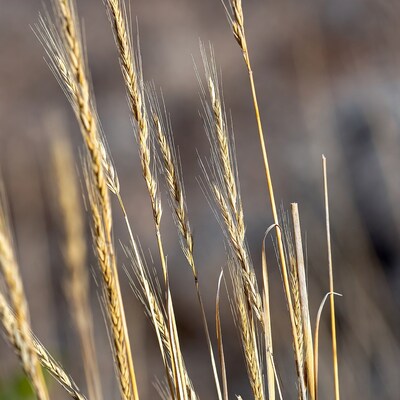 Golden wheat stalks in sunlight