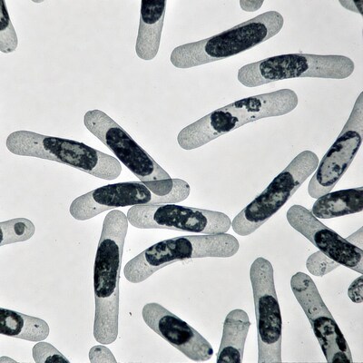 Microscopic bacteria cells