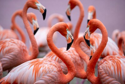 Flamingos standing together