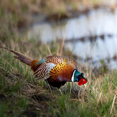 Colorful pheasant in grass