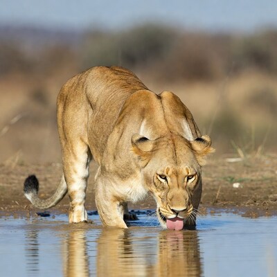 Lioness drinking from water