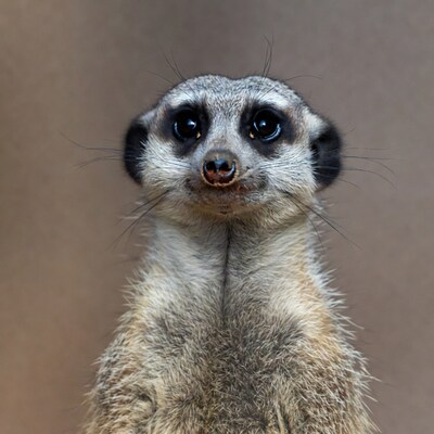 Meerkat looking up close up