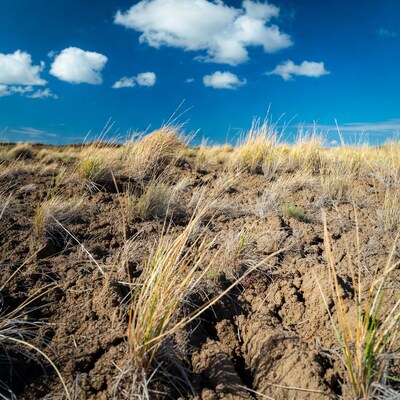 Dry grass on cracked soil