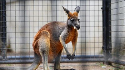 Kangaroo standing near fence