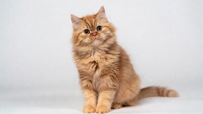 Fluffy ginger kitten sitting