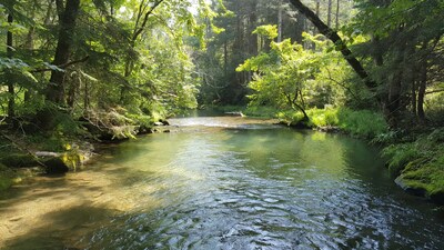 Forest river flowing through trees