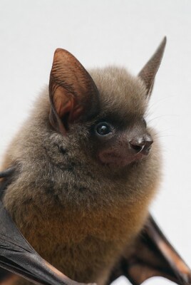 Close up of brown bat