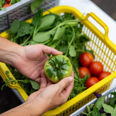Hands holding green tomato