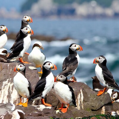 Puffins on rocky cliff by ocean