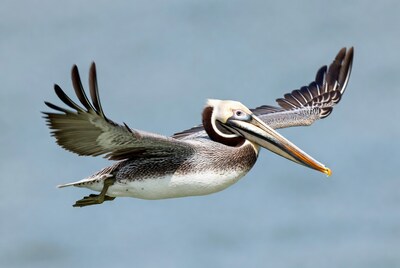 Brown pelican flying over water