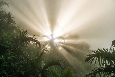 Sunlight rays through jungle trees