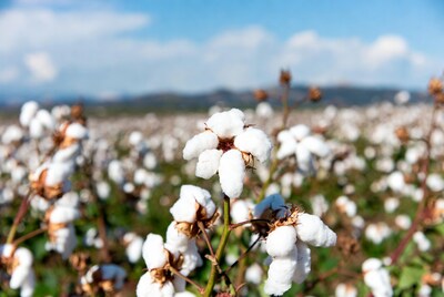 Cotton plants in field