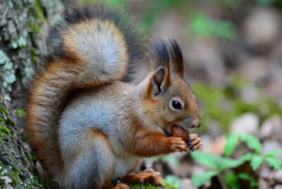 Squirrel eating nut on tree