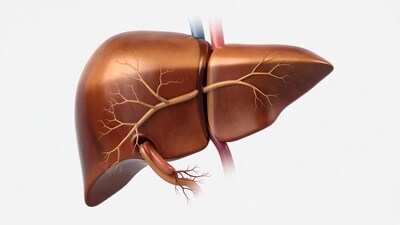 Human liver anatomy illustration