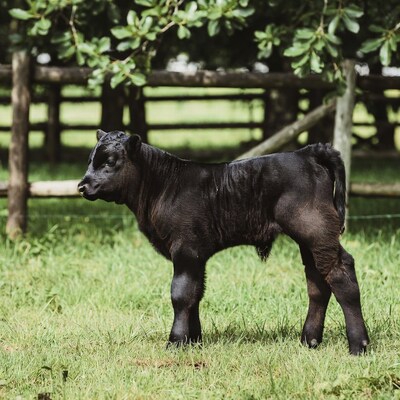 Black calf standing in grass