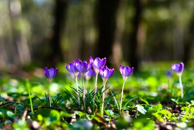 Purple crocuses blooming in forest