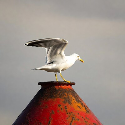 Seagull on red buoy