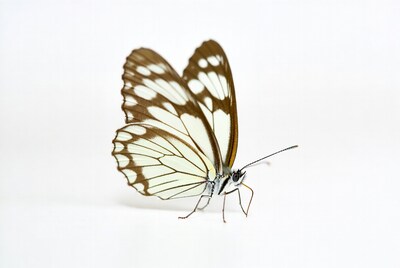 White and brown butterfly on white background