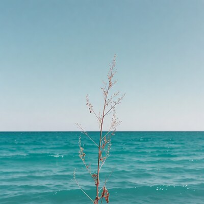 Dried plant by turquoise sea