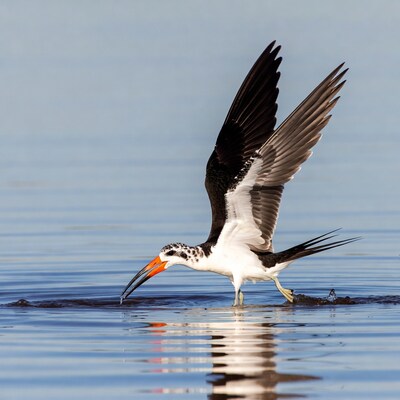 Black Skimmer Bird Flying Over Water