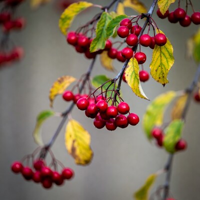 Red berries on autumn branch