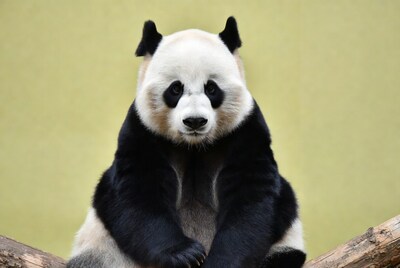 Giant panda sitting on log