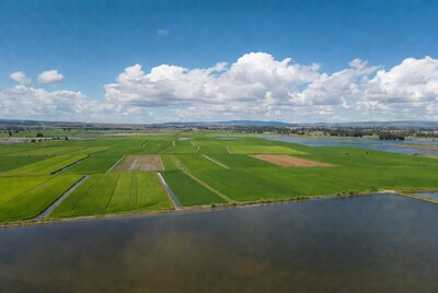 Aerial view of green farmland