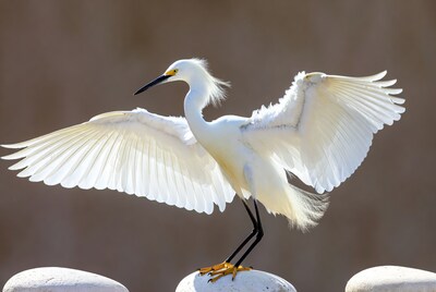 White egret spreading wings on rocks