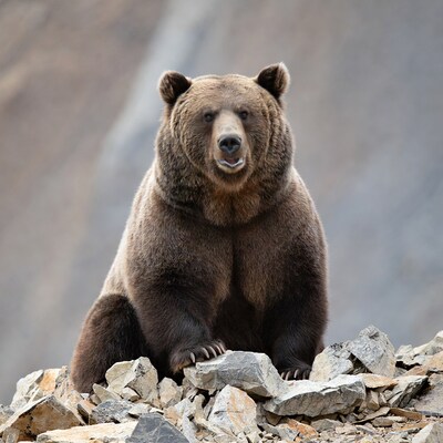 Brown bear sitting on rocks