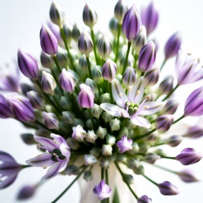 Purple Allium Flower Cluster