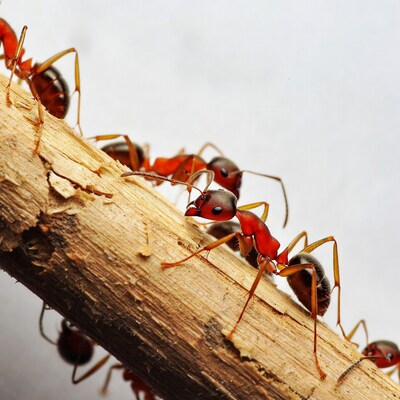 Red ants on wood