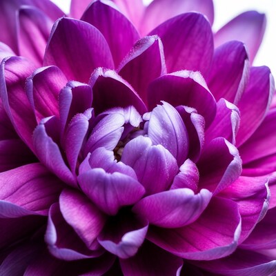 Purple dahlia flower close up