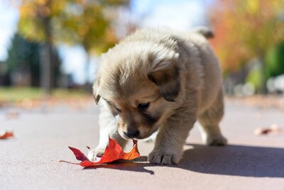 Puppy sniffing autumn leaf