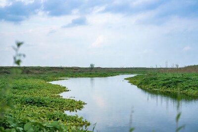 Calm river with green plants