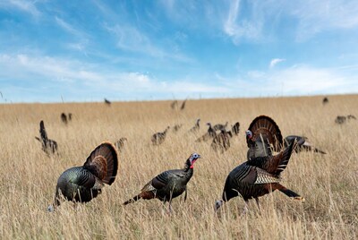 Wild turkeys in tall grass