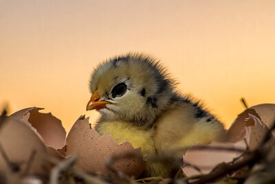 Chick hatching from egg