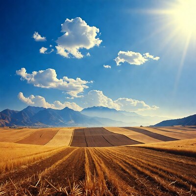Golden fields under blue sky