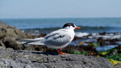 Seagull on rocky shore