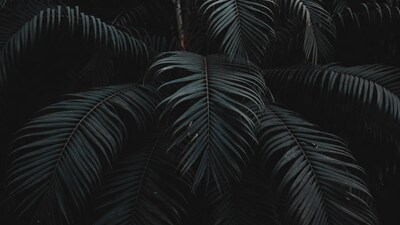 Dark green palm leaves close up