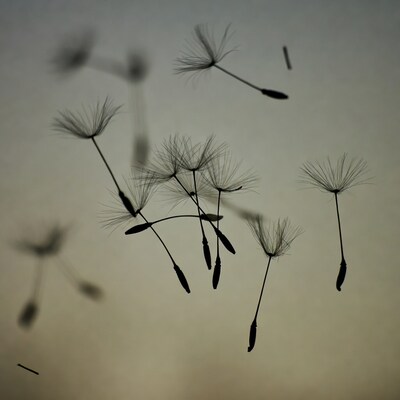 Dandelion seeds floating in air