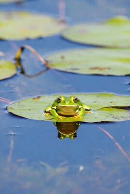Green frog on lily pad
