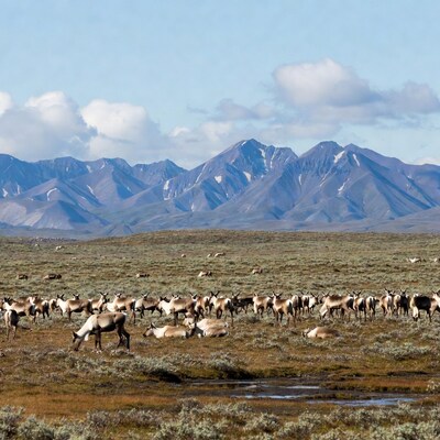 Caribou herd in tundra landscape