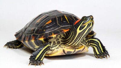 Red eared slider turtle